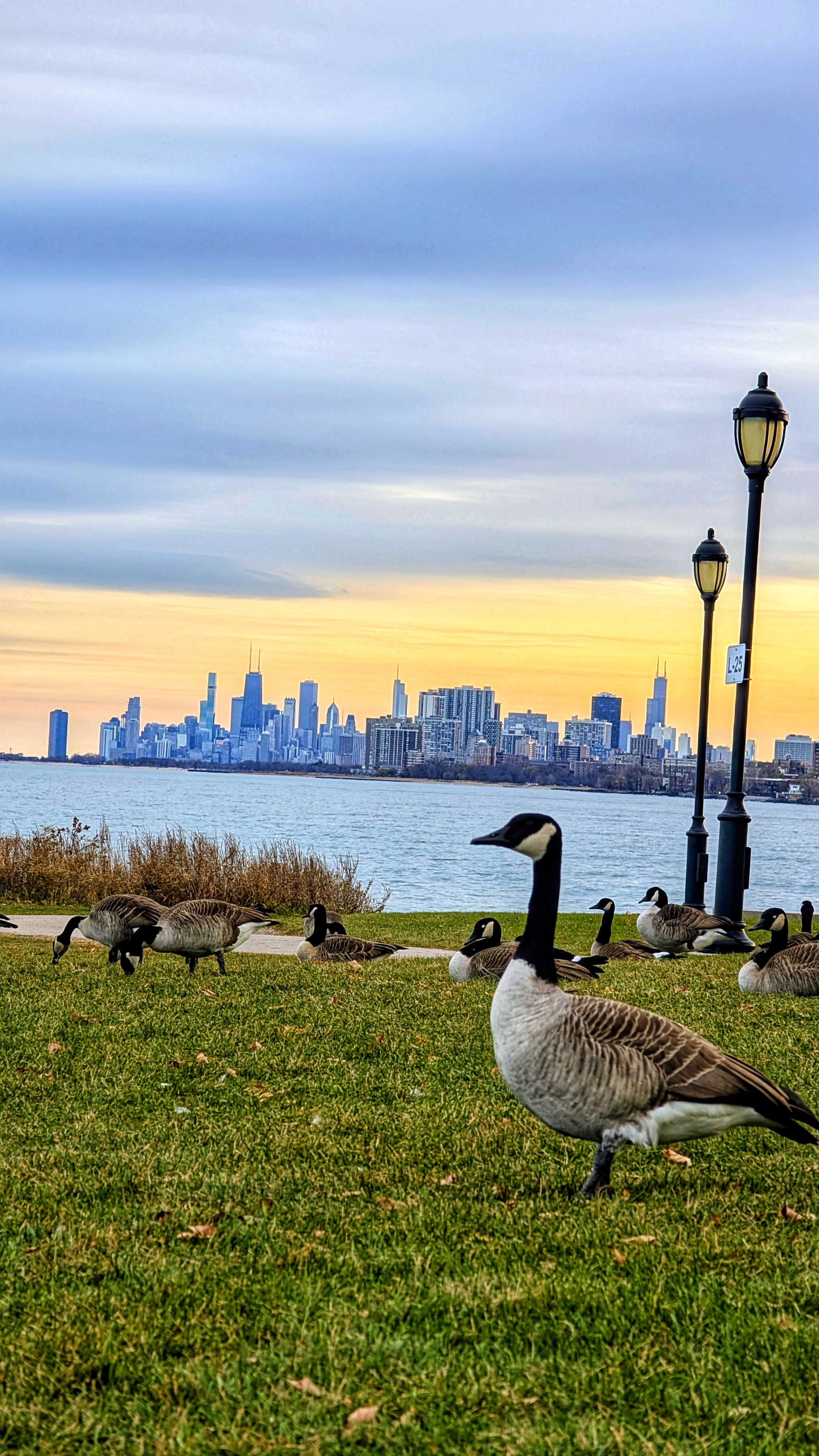 Evanston Duck View